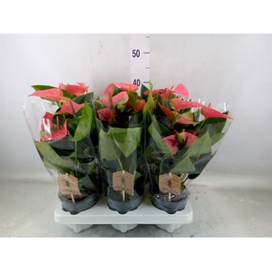 Anthurium andr. 'Sweet Dream'