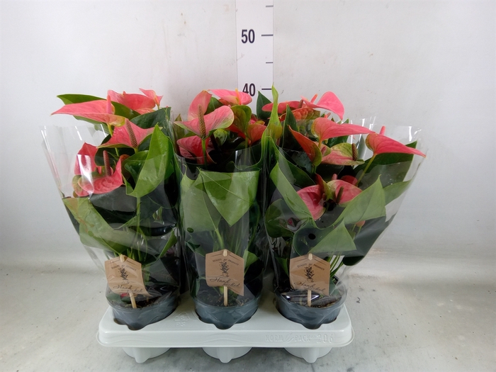 <h4>Anthurium andr. 'Sweet Dream'</h4>