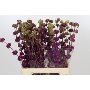 Callicarpa Bodinieri Var Giraldii