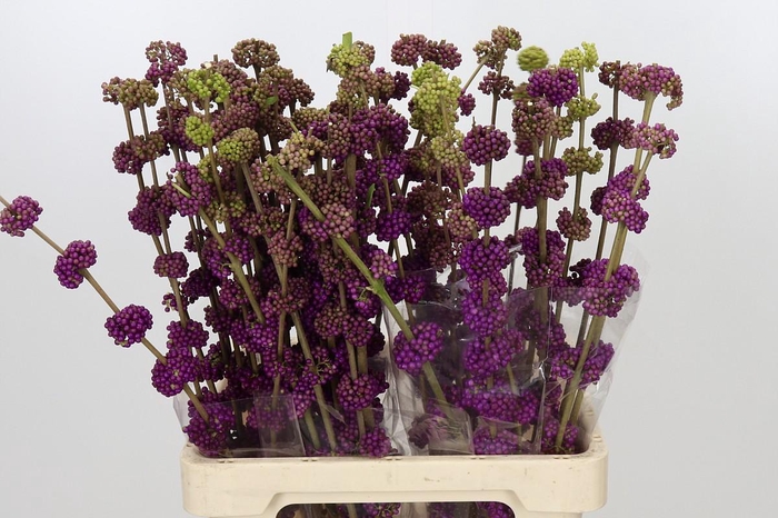 <h4>Callicarpa Bodinieri Var Giraldii</h4>