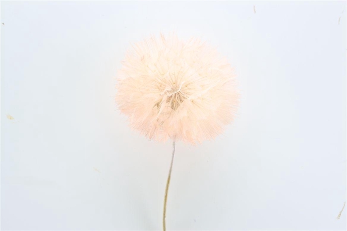 <h4>Pres Puste Flower Baby Satin Orange</h4>