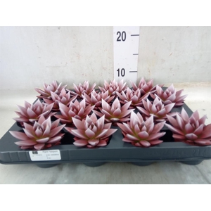 Echeveria  'Miranda'