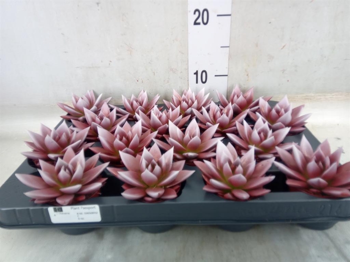 <h4>Echeveria  'Miranda'</h4>