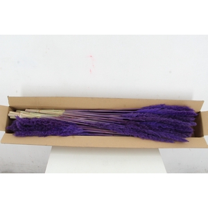 DF Pampas Silvy D.Lilac