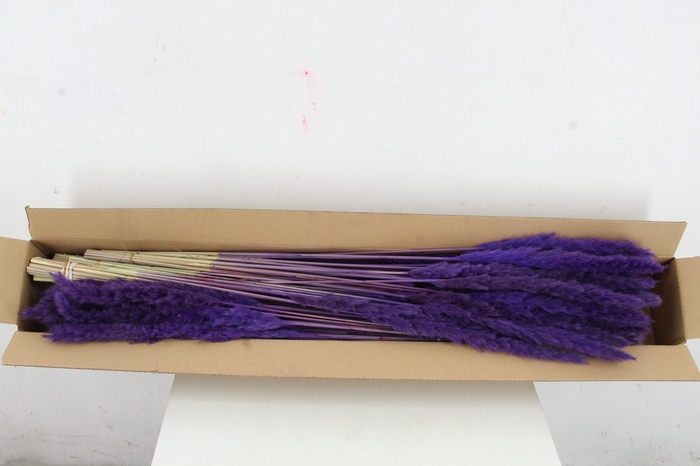 <h4>DF Pampas Silvy D.Lilac</h4>