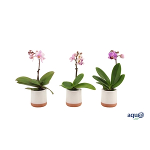 Valencia Wit Tiny Dolls Mix 1T7+ aqu@