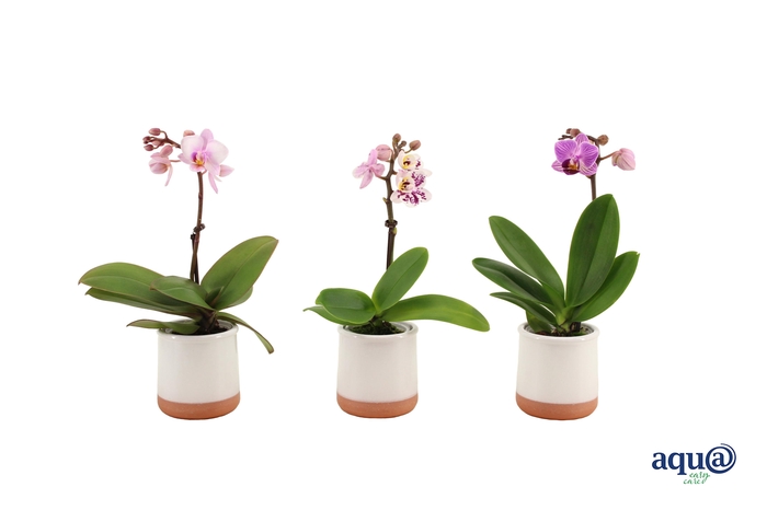 <h4>Valencia Wit Tiny Dolls Mix 1T7+ aqu@</h4>