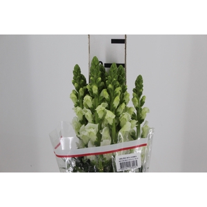 B. DE L MONACO WHITE 070 CM