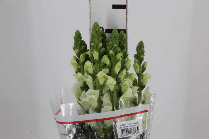 <h4>B. DE L MONACO WHITE 070 CM</h4>