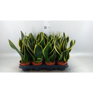 Sansevieria trifa. 'Black Gold'