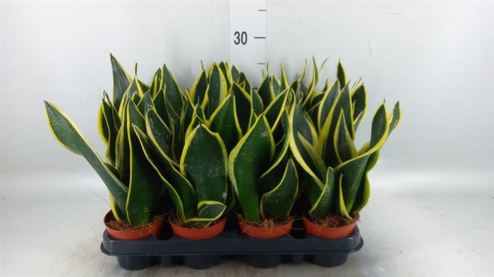 <h4>Sansevieria trifa. 'Black Gold'</h4>