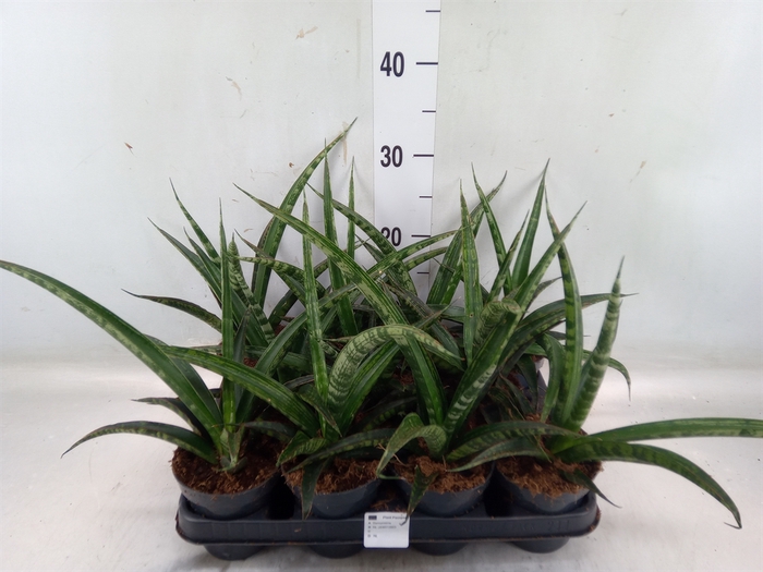 <h4>Sansevieria trifa.   ...</h4>