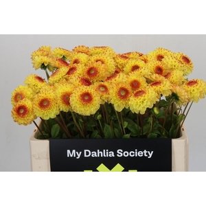 Dahlia Sunny Boy