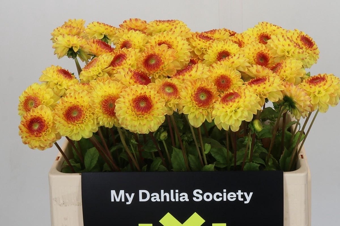 <h4>Dahlia Sunny Boy</h4>