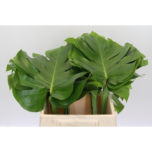 Monstera