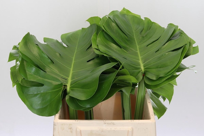 <h4>Monstera</h4>