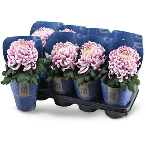 Chrysanne CoCo Pink