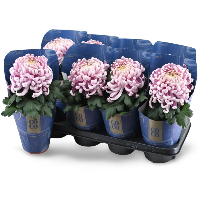 <h4>Chrysanne CoCo Pink</h4>