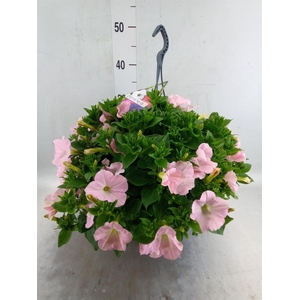 Petunia   ...
