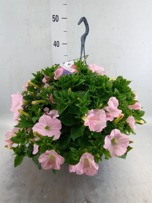 <h4>Petunia   ...</h4>