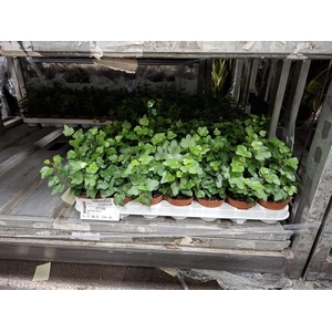 Hedera helix Wonder