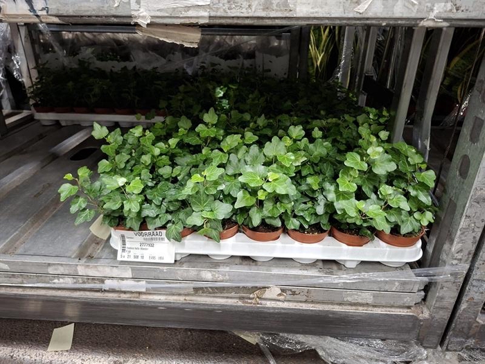 Hedera helix Wonder