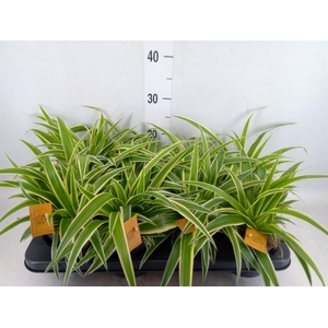 Chlorophytum com. 'Ocean'