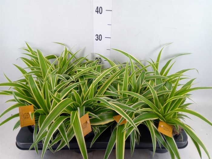 Chlorophytum com. 'Ocean'