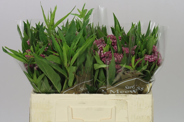 <h4>Asclepias In Soulmate</h4>