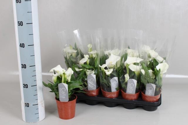 <h4>ZANT CAPT FRESCO</h4>