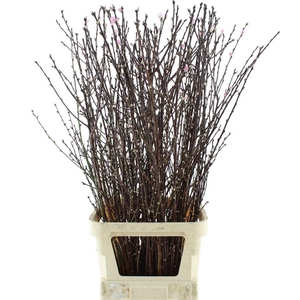 Prunus Pink