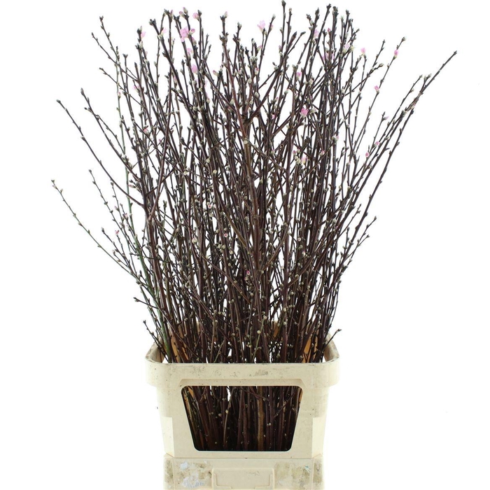 <h4>Prunus Pink</h4>
