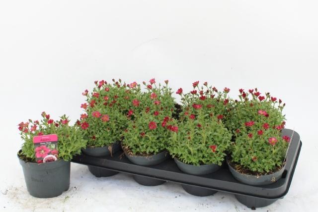 <h4>SAXIF AR ALP ROSE</h4>