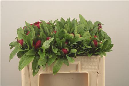 <h4>Paeo L Red Charm</h4>