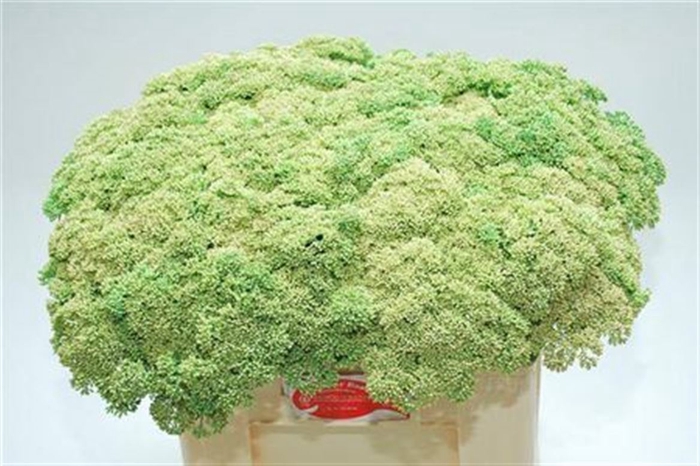 <h4>Sedum Spectabile</h4>