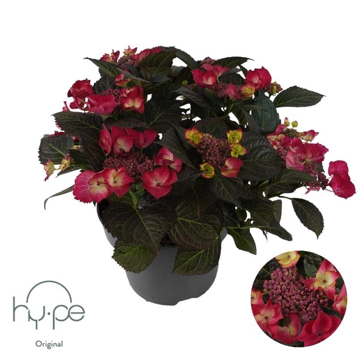 <h4>Hydrangea Macrophylla Lacecap Red 7+</h4>