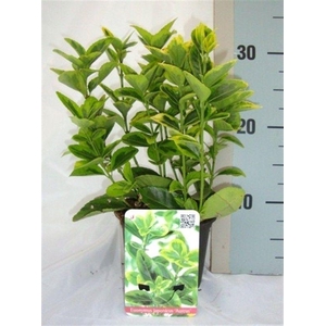 Euonymus japonicus 'Aureus'