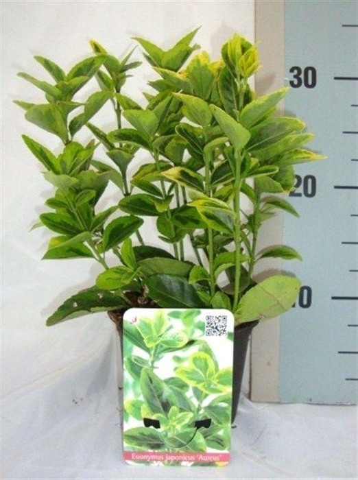 <h4>Euonymus japonicus 'Aureus'</h4>