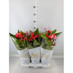 Anthurium andr. 'Casparo'