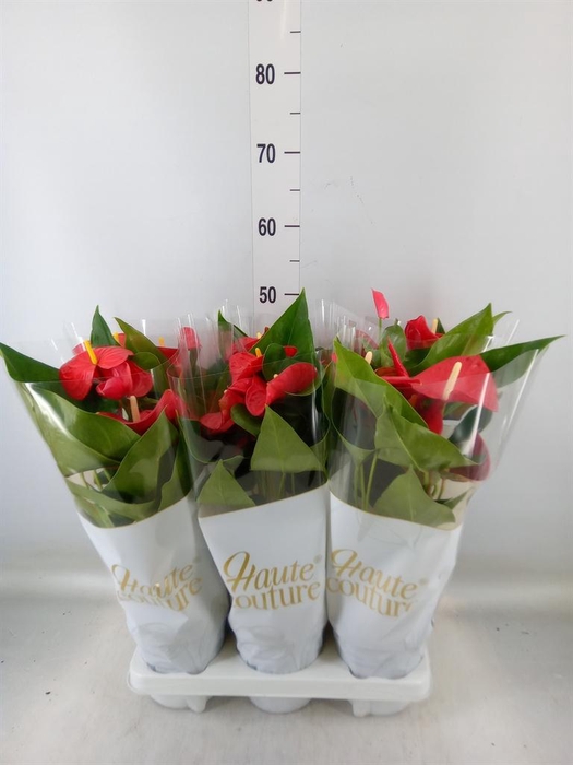 <h4>Anthurium andr. 'Casparo'</h4>