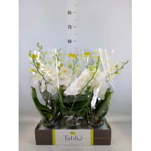 Phalaenopsis   ...white