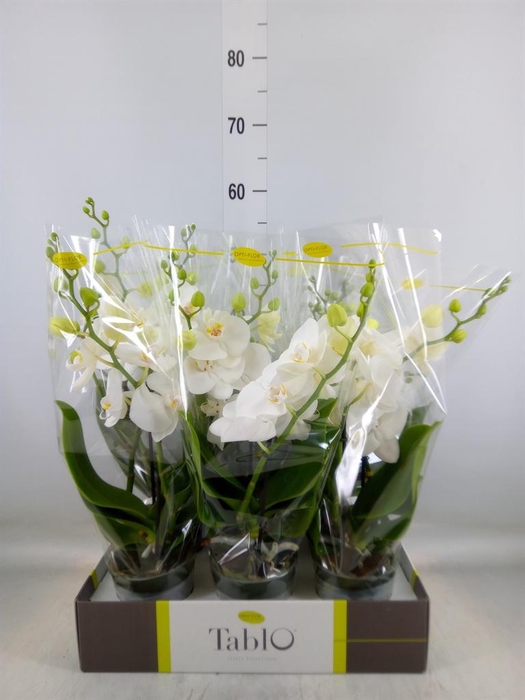 <h4>Phalaenopsis   ...white</h4>