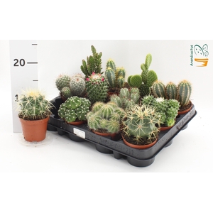 CACTUS GEM