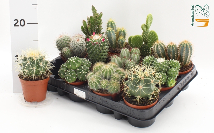 <h4>CACTUS GEM</h4>