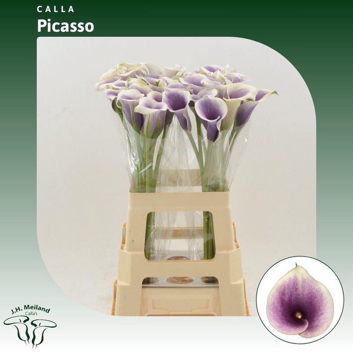 <h4>Calla Picasso</h4>