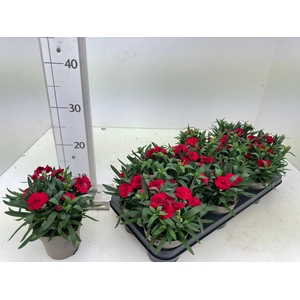 DIAN OSC CHERRY