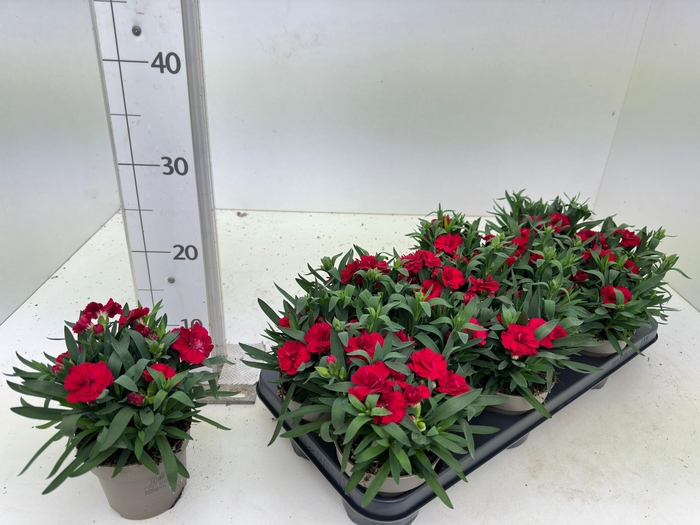 <h4>DIAN OSC CHERRY</h4>