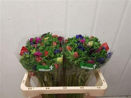 <h4>Anem Gem Bs</h4>