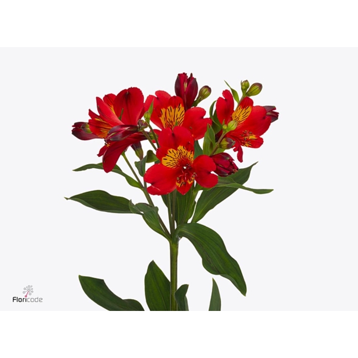 <h4>Alstroemeria Guetta</h4>