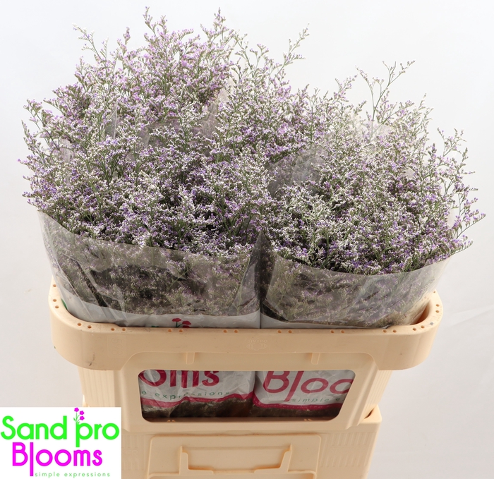 <h4>LIM MISTY BLUE</h4>